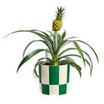 blocks & stripes 15cm meadow green